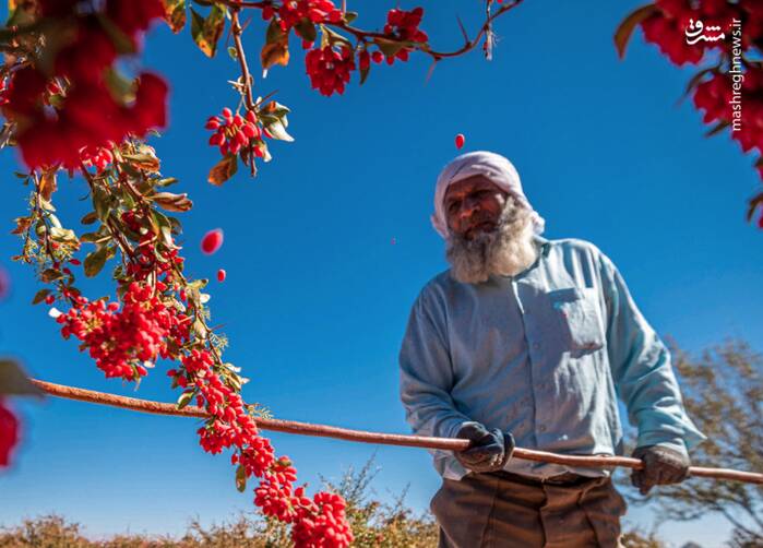 زرشك،روستاي،خراسان،جنوبي،زيركوه