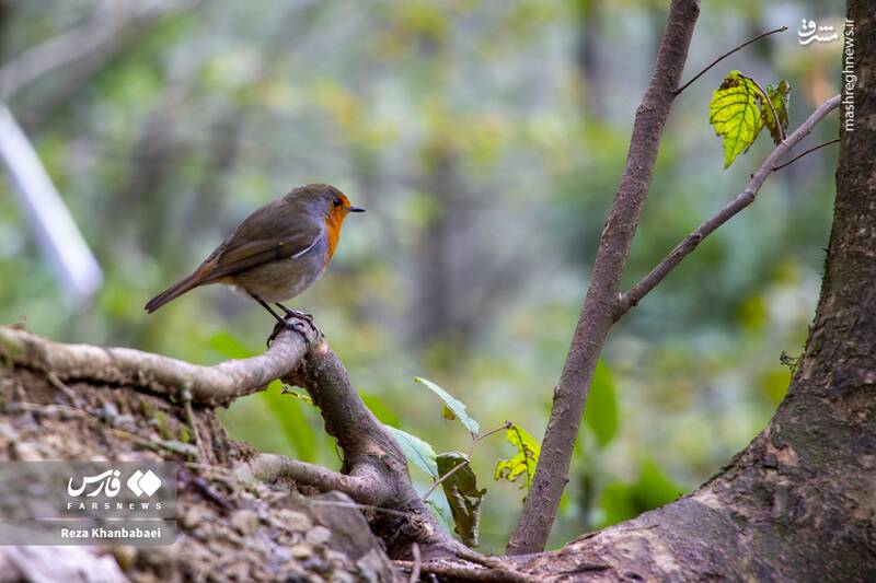 عکس / مسیر رویایی خلخال به اسالم 22