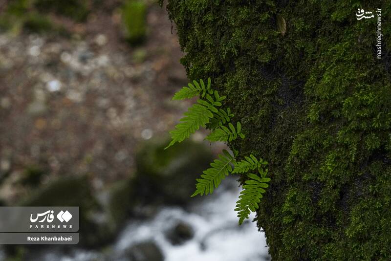 عکس / مسیر رویایی خلخال به اسالم 13