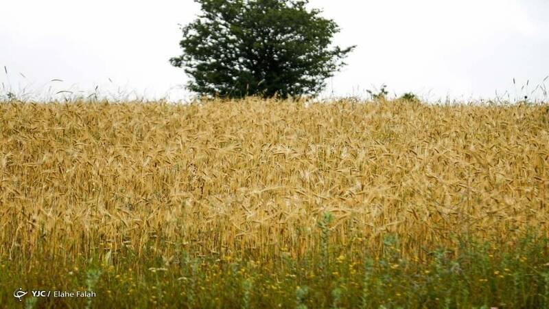 بارش،غرب،بارشي،استمرار،خشكسالي،كشاورزان،كشت