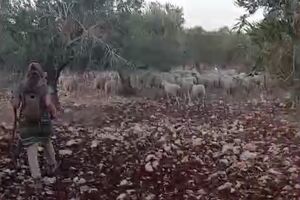 فیلم/ حمله شهرک‌نشینان به کشاورزان فلسطینی در جنوب غرب جنین