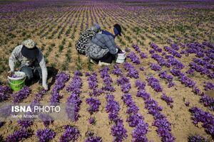 نمایی زیبا از برداشت زعفران در تربت حیدریه