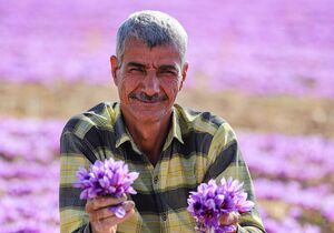 عکس/ برداشت زعفران در فاروج