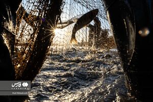 عکس/ پرورش ماهی، مسیری برای آبادانی و اشتغال