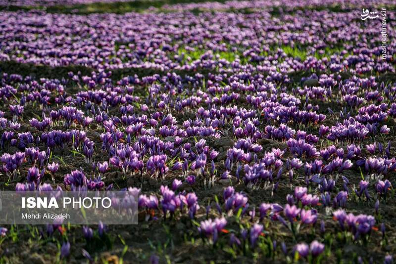 عکس / برداشت زعفران در فاروج