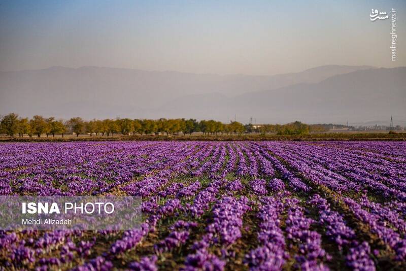 عکس / برداشت زعفران در فاروج 29