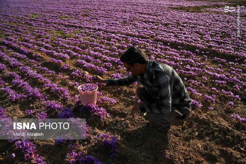 عکس / برداشت زعفران در فاروج 28