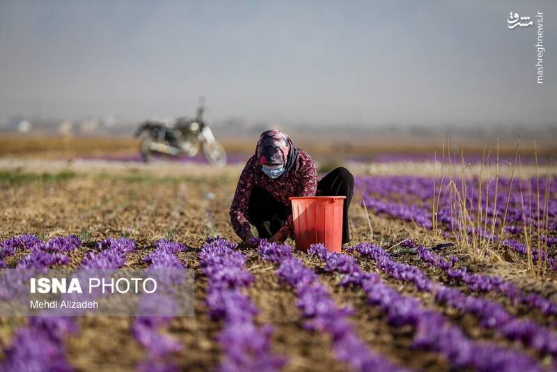 عکس / برداشت زعفران در فاروج 27