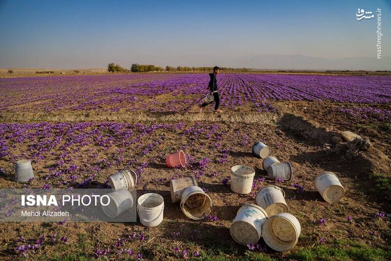 عکس / برداشت زعفران در فاروج 26