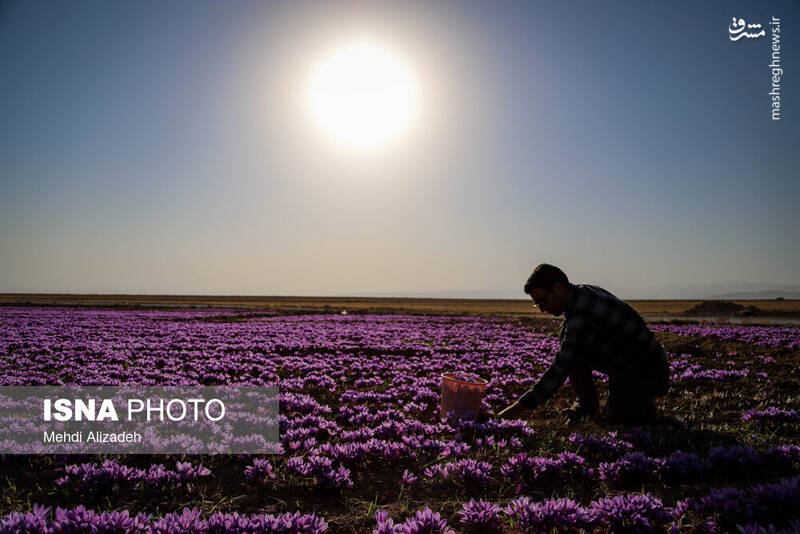 عکس / برداشت زعفران در فاروج 25