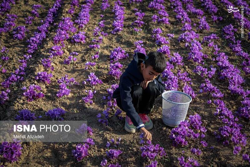 عکس / برداشت زعفران در فاروج 24