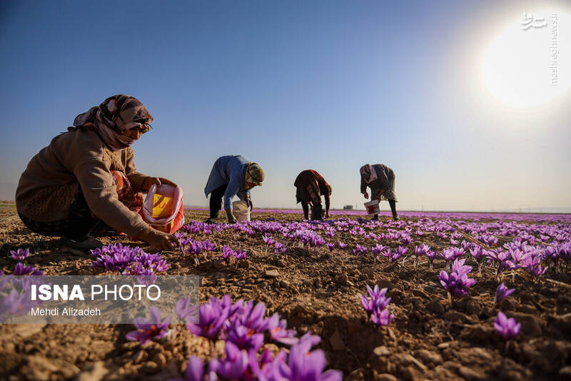 عکس / برداشت زعفران در فاروج 22