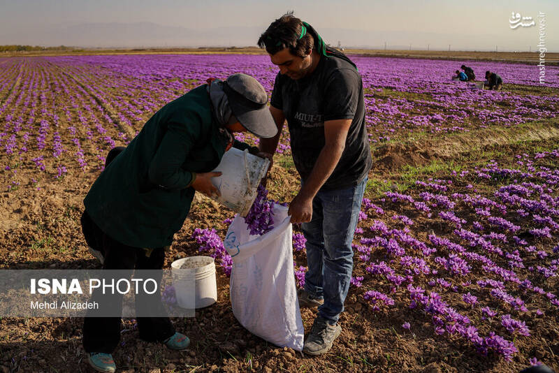 عکس / برداشت زعفران در فاروج 21