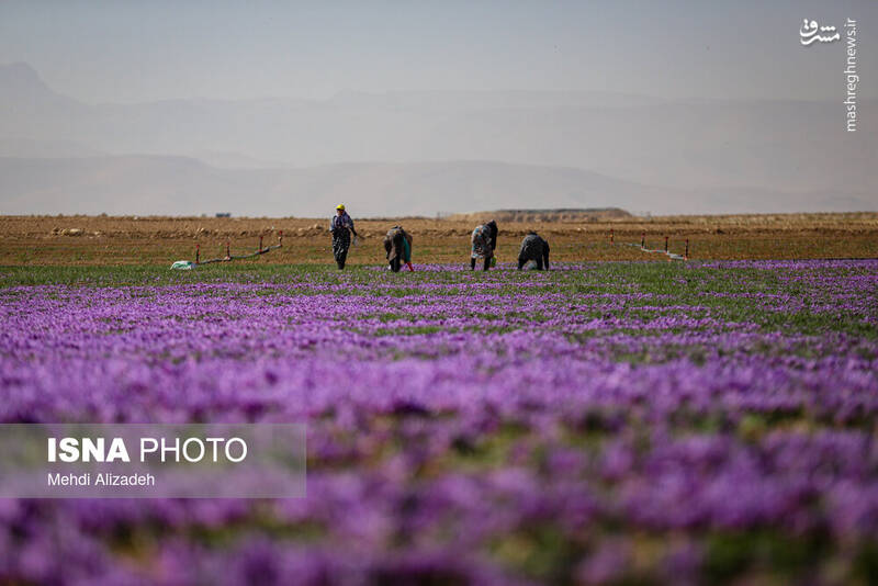 عکس / برداشت زعفران در فاروج 20