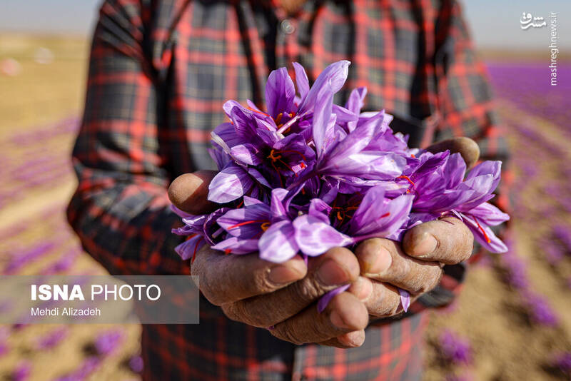 عکس / برداشت زعفران در فاروج 19