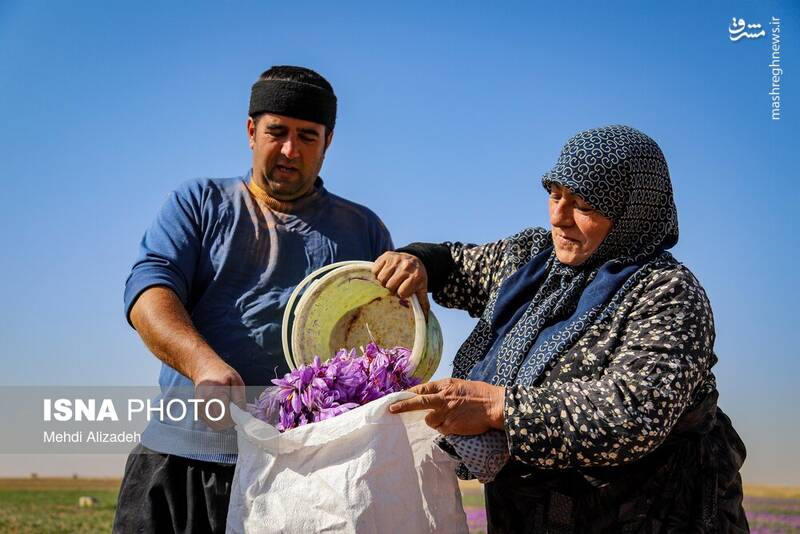 عکس / برداشت زعفران در فاروج 18