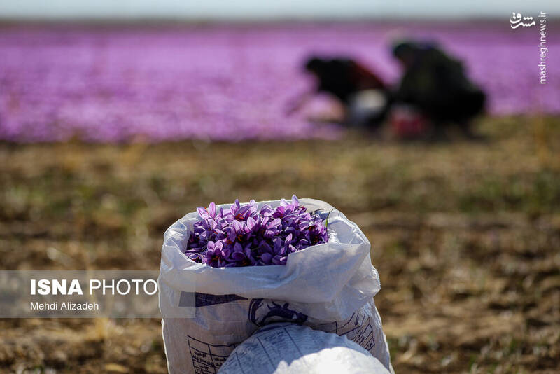 عکس / برداشت زعفران در فاروج 17