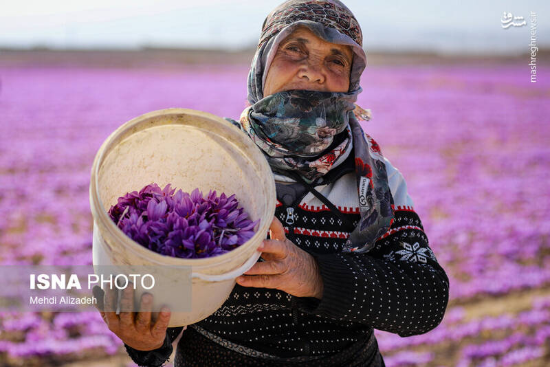 عکس / برداشت زعفران در فاروج 16