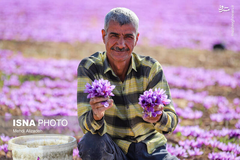 عکس / برداشت زعفران در فاروج 15