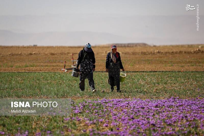 عکس / برداشت زعفران در فاروج 14