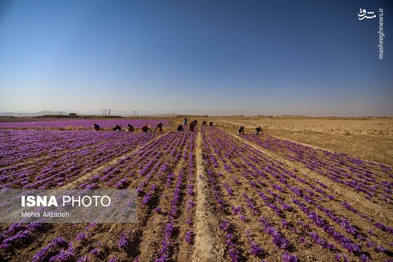 عکس / برداشت زعفران در فاروج 13