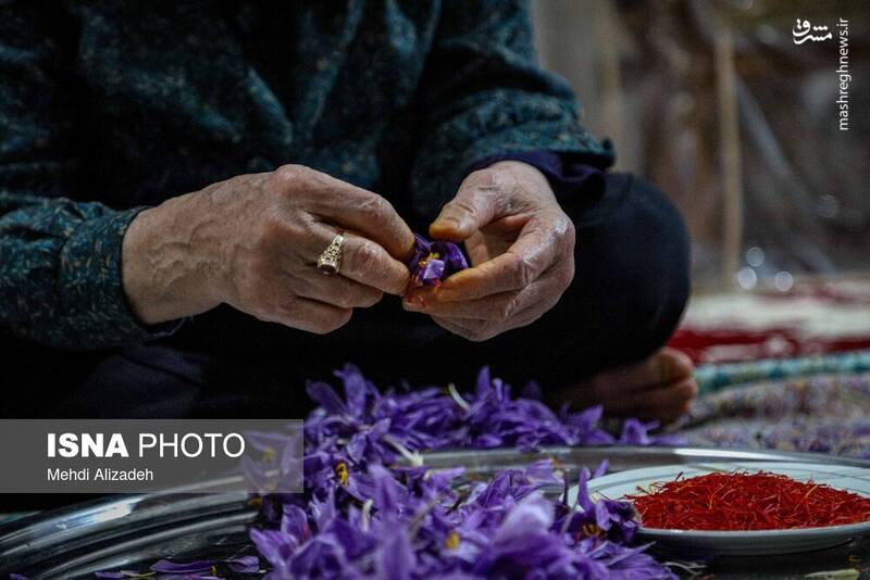 عکس / برداشت زعفران در فاروج 12