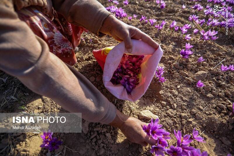 عکس / برداشت زعفران در فاروج 2