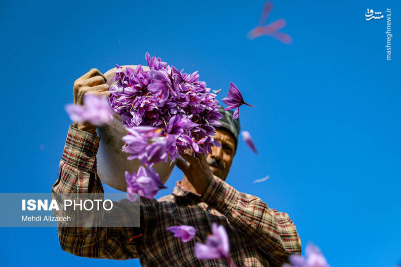 عکس / برداشت زعفران در فاروج 11