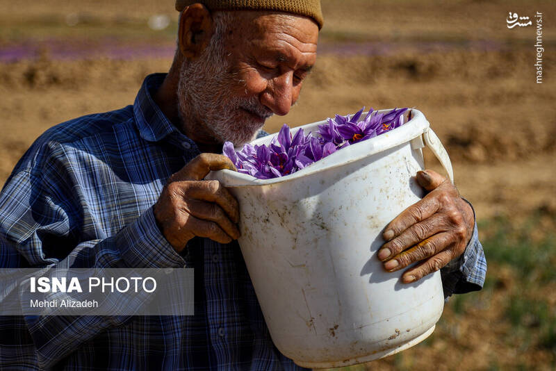 عکس / برداشت زعفران در فاروج 10