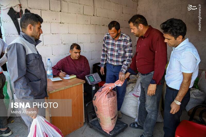 عکس / برداشت زعفران در فاروج 9