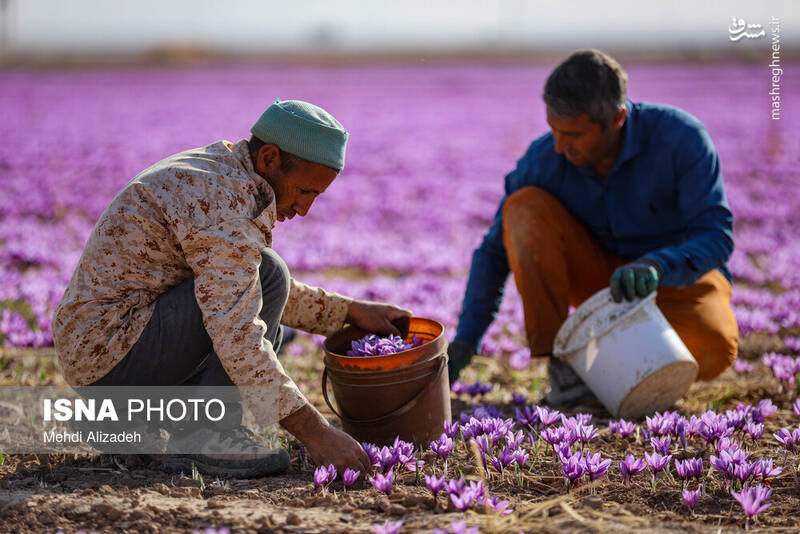 عکس / برداشت زعفران در فاروج 3