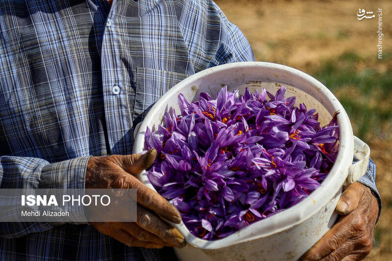 عکس / برداشت زعفران در فاروج 8