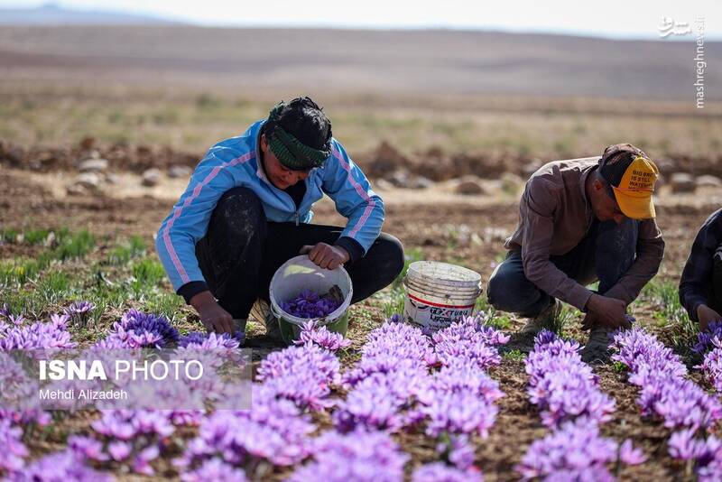 عکس / برداشت زعفران در فاروج 7