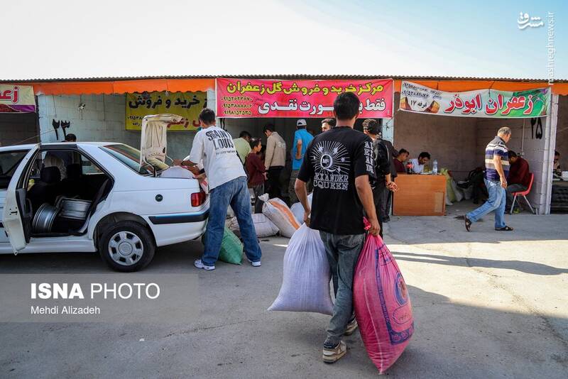 عکس / برداشت زعفران در فاروج 31