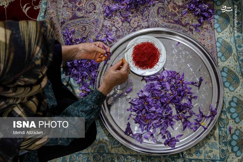 عکس / برداشت زعفران در فاروج 32