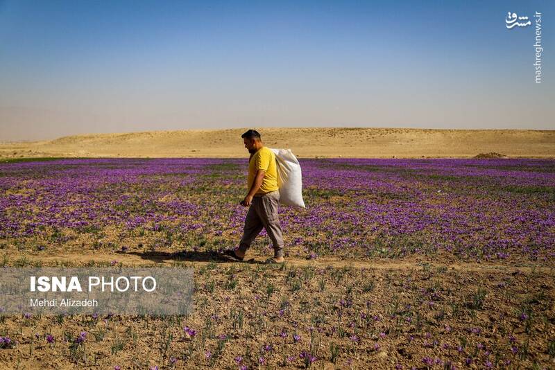 عکس / برداشت زعفران در فاروج 6