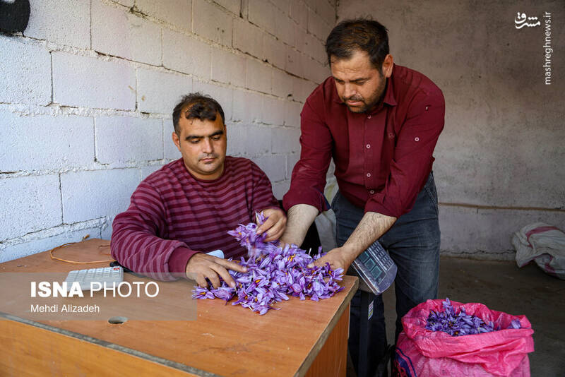 عکس / برداشت زعفران در فاروج 30