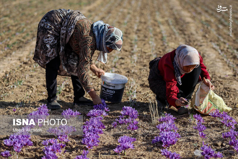 عکس / برداشت زعفران در فاروج 5