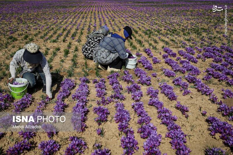 عکس / برداشت زعفران در فاروج 4