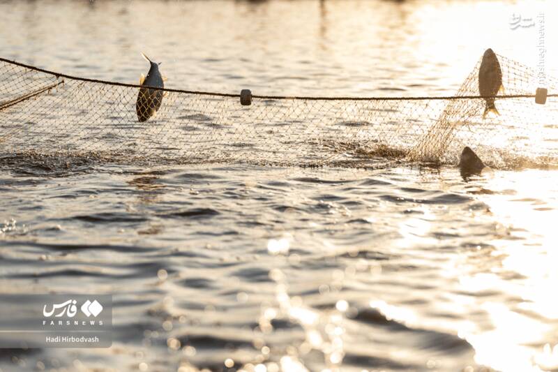 عکس / پرورش ماهی، مسیری برای آبادانی و اشتغال 3