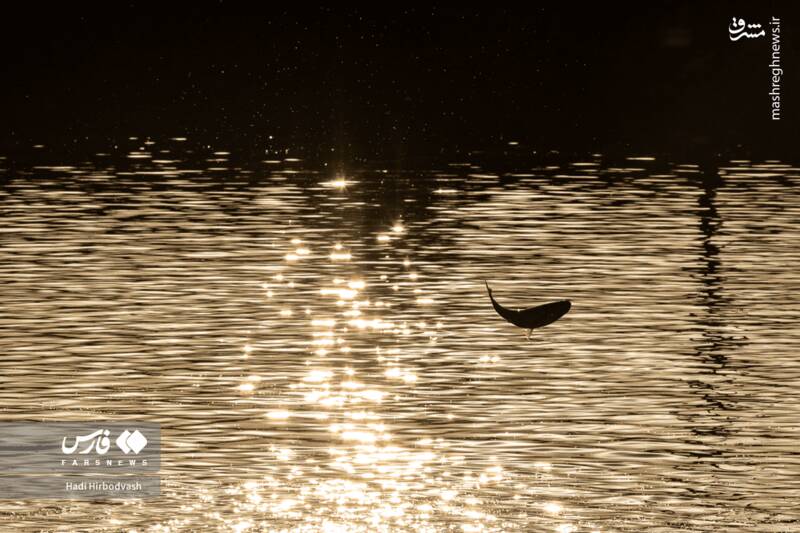 عکس / پرورش ماهی، مسیری برای آبادانی و اشتغال 15