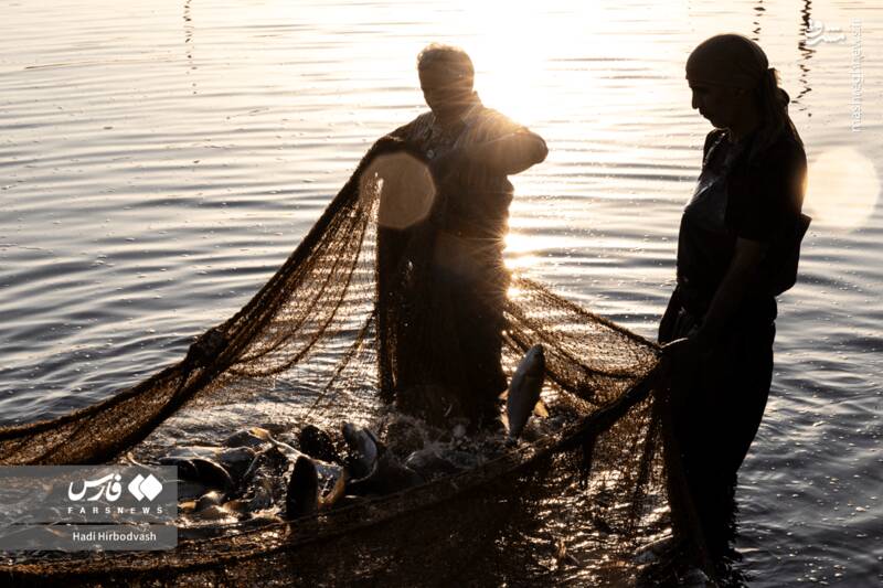 عکس / پرورش ماهی، مسیری برای آبادانی و اشتغال 2