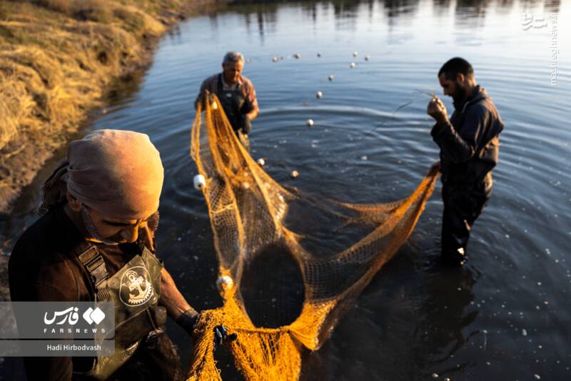 عکس / پرورش ماهی، مسیری برای آبادانی و اشتغال 12