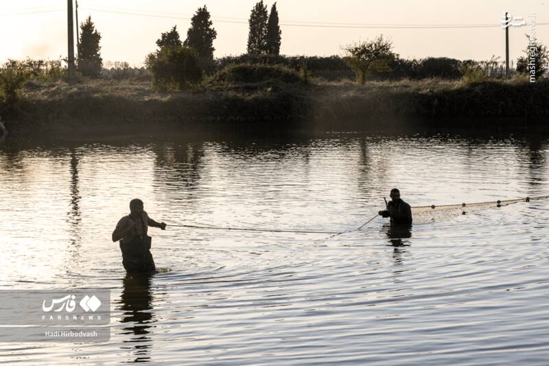 عکس / پرورش ماهی، مسیری برای آبادانی و اشتغال 10