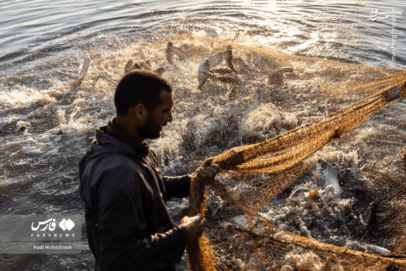 عکس / پرورش ماهی، مسیری برای آبادانی و اشتغال
