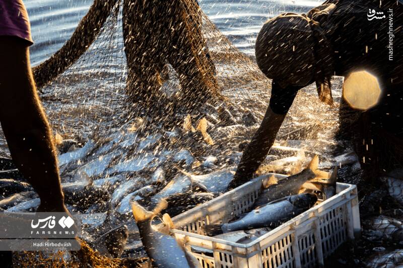 عکس / پرورش ماهی، مسیری برای آبادانی و اشتغال 8