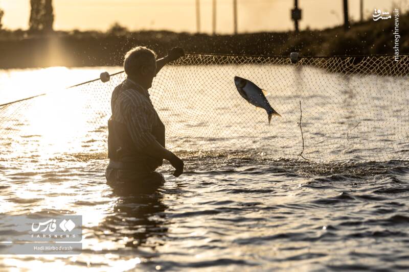 عکس / پرورش ماهی، مسیری برای آبادانی و اشتغال 6