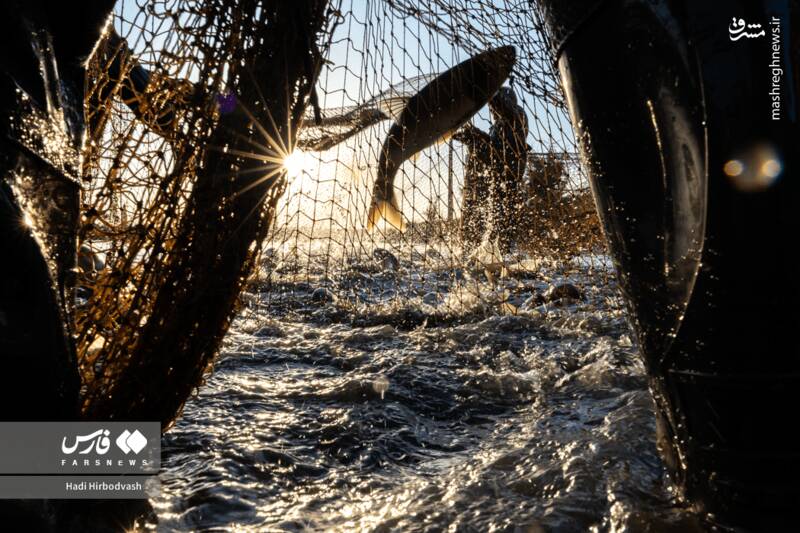 ماهي،پرورش،توليد،اشتغال،آب،منطقه