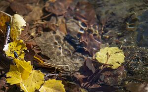 عکس / خزان هزار رنگ همدان