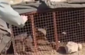 فیلم / زنده‌گیری خرس مهاجم در ورزنه بابل